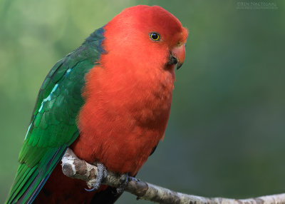 Australische Koningsparkiet - Australian King Parrot - Alisterus scapularis