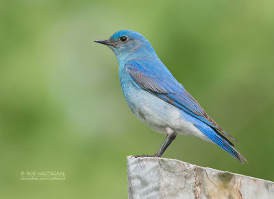 Bergsialia - Mountain Bluebird - Sialia currucoides