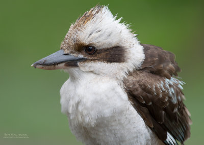 Kookaburra - Laughing Kookaburra - Dacelo novaeguineae