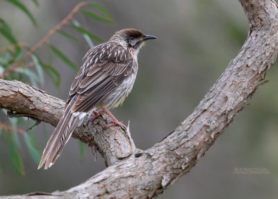 Roodlelhoningeter - Red Wattlebird - Anthochaera carunculata