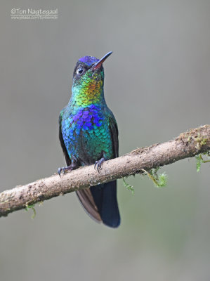 Irazu-kolibrie - Fiery-Throated Hummingbird - Panterpe insignis