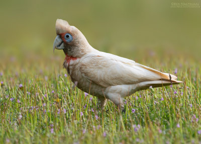 Langsnavelkaketoe - Long-billed Corella - Cacatua tenuirostris