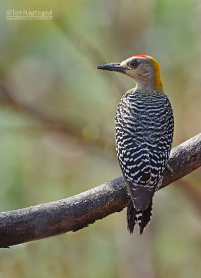 Hoffmanns specht - Hoffmanns Woodpecker - Melanerpes hoffmannii