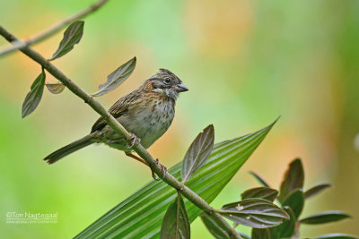 Roodkraaggors - Rufous-collered Sparrow - Zonotrichia capensis costaricensis