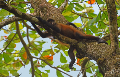 Zwarthandslingeraap - Central American Spider Monkey - Ateles geoffroyi