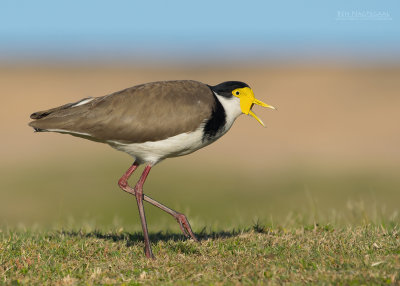 Lapwings and Plovers