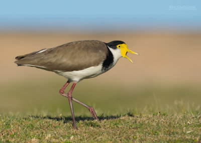 Maskerkievit - Masked Lapwing - Vanellus miles