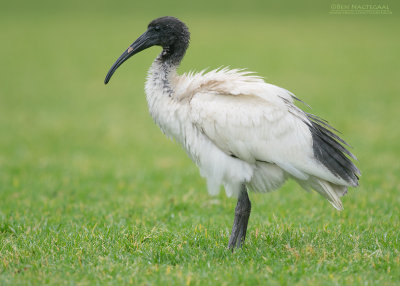 Australische Witte Ibis - Australian White Ibis - Threskiornis molucca