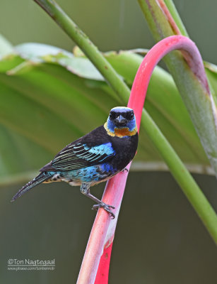 Purpermasker tangara - Golden-hooded Tanager - Tangara larvata