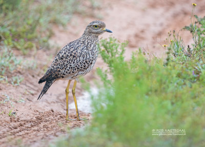 Kaapse Griel - Spotted Thick-knee - Burhinus capensis