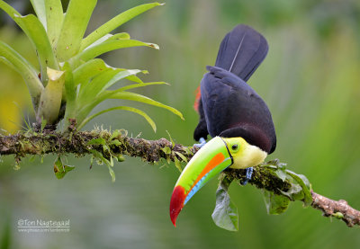 Zwavelborsttoekan - Keel-billed Toucan - Ramphastos sulfuratus