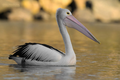 Australische Pelikaan - Australian Pelican - Pelecanus conspicillatus