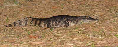 Brilkaaiman - Spectacled caiman - Caiman crocodilus