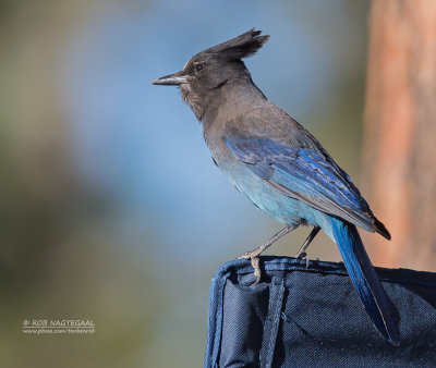 Stellers Gaai - Stellers Jay - Cyanocitta stelleri