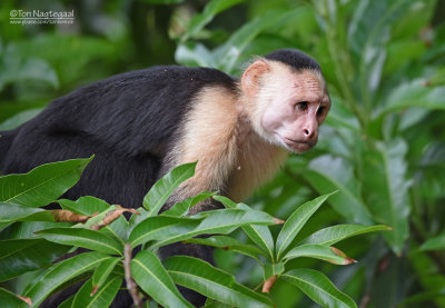 Witschouderkapucijnaap - White-faced Capuchin - Cebus capucinus
