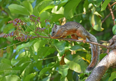 Grote gevlekte boomeekhoorn - Variegated Squirrel - Sciurus variegatoides