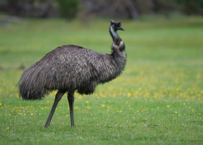 Emoe - Emu - Dromaius novaehollandiae