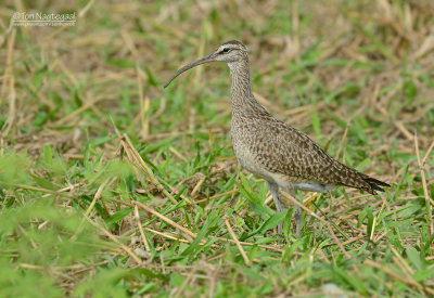 Amerikaanse regenwulp - American Whimbrel - Numenius Hudsonicus