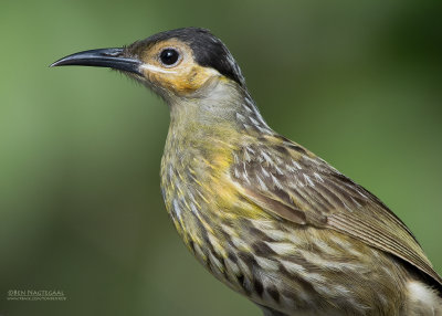 Bruinkaphoningeter - Macleays Honeyeater - Xanthotis macleayanus