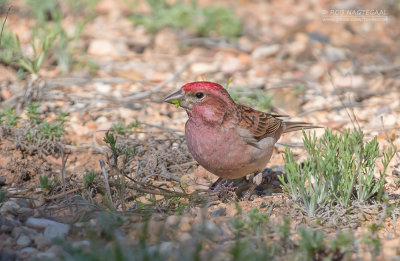 Cassins Roodmus - Cassin's Finch - Haemorhous cassinii