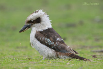 Kookaburra - Laughing Kookaburra - Dacelo novaeguineae