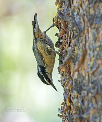 Canadese Boomklever - Red-breasted Nuthatch - Sitta canadensis