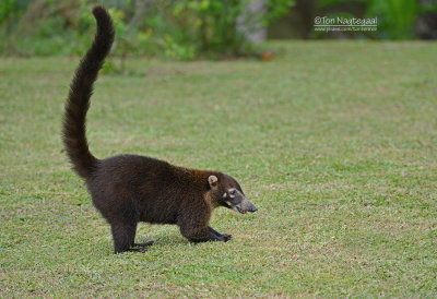 Witsnuitneusbeer - White-nosed Coati - Nasua narica