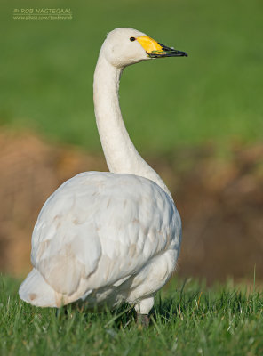 Wilde zwaan - Whooper swan - Cygnus cygnus