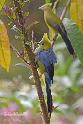 Langstaartzijdevliegenvanger  - Long-tailed Silky-flycatcher - Ptiliogonys caudatus