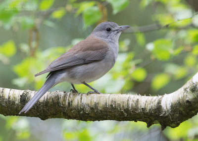 Grijze Lijsterdikkop - Grey Shrikethrush - Colluricincla harmonica