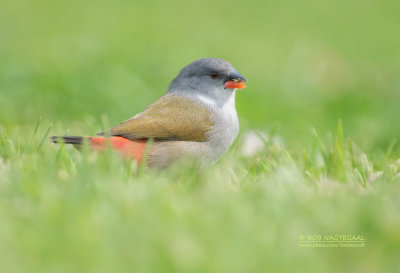 Groenrugastrild - Swee Waxbill - Coccopygia melanotis