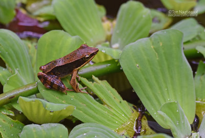 Warszewitschs frog - Lithobates warszewitschii