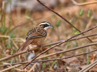 Roeststaartgors - Stripe-headed Sparrow - Peucaea ruficauda