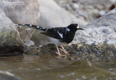 Gevlekte vorkstaart - Spotted Forktail - Enicurrus maculatus