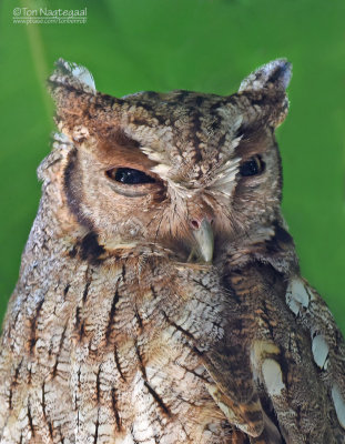 Cholibaschreeuwuil - Tropical Screech-Owl - Megascops choliba luctisonus