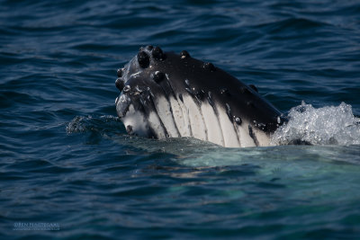bultrug - humpback whale - Megaptera novaeangliae