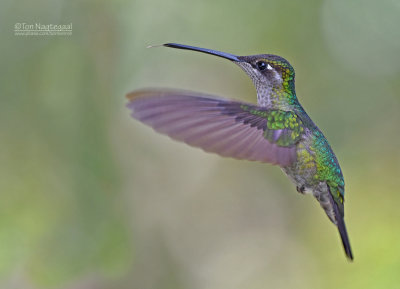 Lawrence Kolibrie - Talamanca hummingbird - Eugenes spectabilis