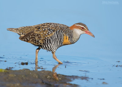 Geelbandral - Buff-banded Rail - Gallirallus philippensis