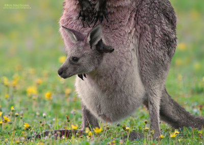 grijze reuzenkangoeroe - eastern grey kangaroo - Macropus giganteus