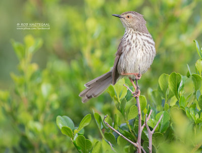 Karooprinia - Karoo Prinia - Prinia maculosa