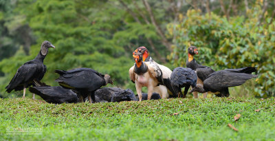 Koningsgier - King Vulture - Sarcroramphus papa - Zwarte Gier - Black Vulture - Coragyps atratus