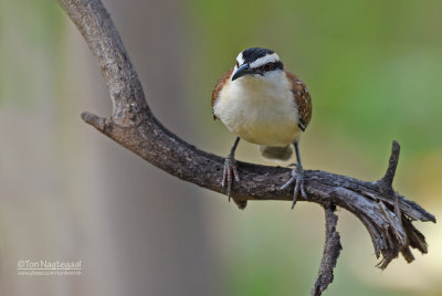 Roodrug-winterkoning - Rufous-Backed Wren- Campylorhynchus capistratus capistratus 