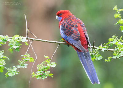 Pennantrosella - Crimson Rosella - Platycercus elegans