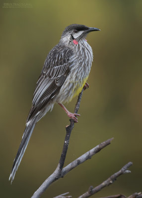 Roodlelhoningeter - Red Wattlebird - Anthochaera carunculata