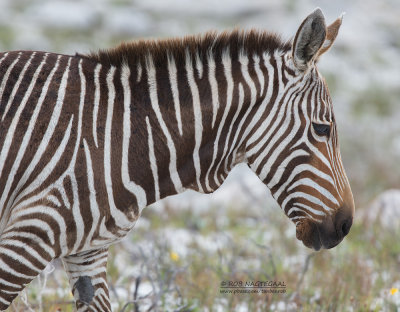 Kaapse Bergzebra - Cape mountain zebra - Equus zebra zebra