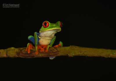 Roodoogmakikikker - Red-eyed Tree Frog - Agalychnis callidryas