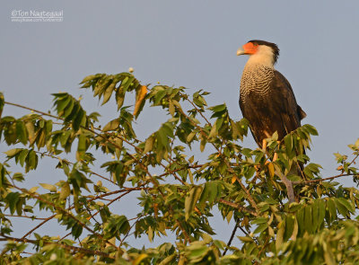 Caracara - Crested Caracara - Caracara plancus cheriway