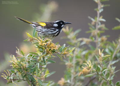 Witooghoningeter - New Holland Honeyeater - Phylidonyris novaehollandiae