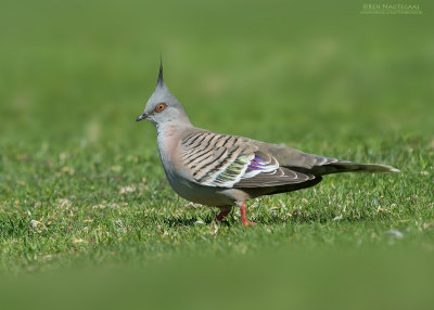Spitskuifduif - Crested Pigeon - Ocyphaps lophotes