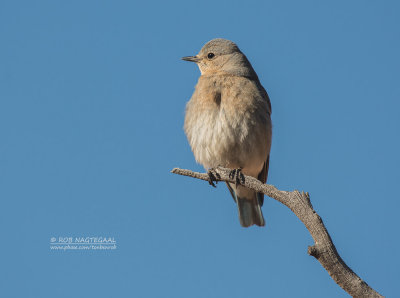 Bergsialia - Mountain Bluebird - Sialia currucoides